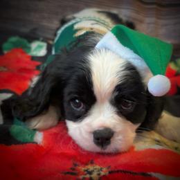 Cavalier King Charles Spaniel Puppies from Krawczyk's House of Cavaliers