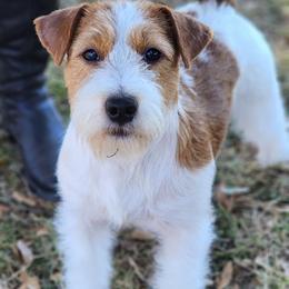Australian Cattle Dog and Russell Terrier All Grown Up from Karson Russell Terriers & Mystic DK Australian Cattle Dogs