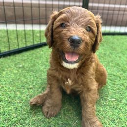 Rigatoni - Red  male Goldendoodle puppy in Hamilton, Montana from Stroodles Doodles