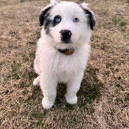 Australian Shepherd Puppies from Kamm's Aussies