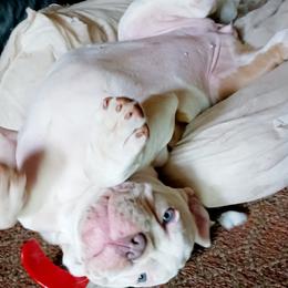 Olde English Bulldogge puppies from Blue Knob OEB's