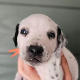 Orange collar - White and black male Dalmatian puppy in Knoxville, Tennessee from Dazzling Dalz