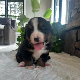 Ferdinand - Black rust and white male Bernese Mountain Dog puppy in Dundee, Ohio from Steinhaus Dogs