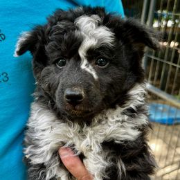 Girl 2 - Black merle female Mudi puppy in Raeford, North Carolina from Wodan Kennels