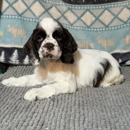 Blitzen - Brown and white male Cocker Spaniel puppy in Delphi, Indiana from Benchmark Cockers