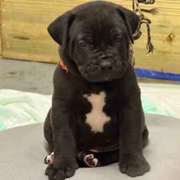Orange collar male - Black male Boerboel puppy in Rockford, Illinois from Adoraboerboels