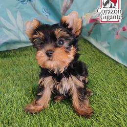 Benedict Bridgerton - Black and tan male Yorkshire Terrier puppy in California from Corazon de gigante
