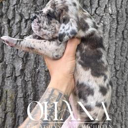 Medusa - Brindle female Great Dane puppy in Michigan from Ohana Great Danes of Michigan