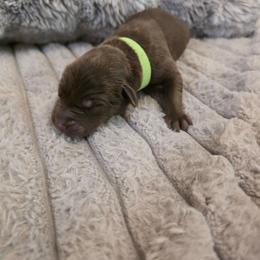 Lime green - Chocolate male Labrador Retriever puppy in Bartlett, Tennessee from Red Hearts Labradors