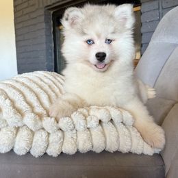 Clyde - Merle male Pomsky puppy in Mesa, Arizona from Platinum Pomskies