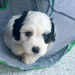 Aspen - White female Sheepadoodle puppy in Spokane, Washington from Downriver Doodles