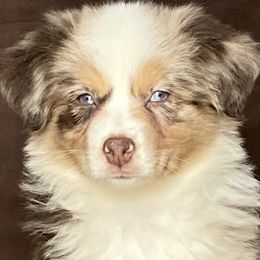 Australian Shepherd and Miniature Australian Shepherd Puppies from L Bar W Aussie Ranch
