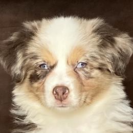 Australian Shepherd and Miniature Australian Shepherd Puppies from L Bar W Aussie Ranch