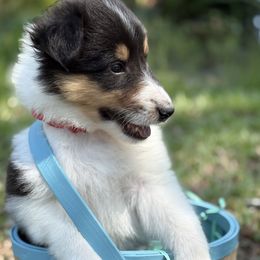 Oreo - Black white and tan Collie puppy in Edwards, Mississippi from Cranford Collies