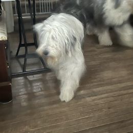 Lollipop - Old English Sheepdog