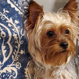Yorkshire Terriers from MC Yorkies