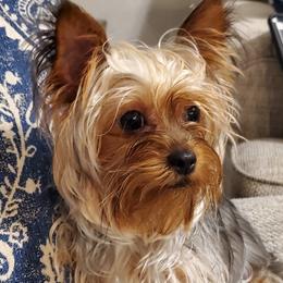 Yorkshire Terriers from MC Yorkies