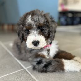 Bernedoodle Puppies from Blessings Pups Doodles