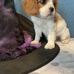 Cavalier King Charles Spaniel Puppies from Christina’s Cavaliers