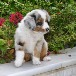 TOPAZ - Blue merle male Miniature American Shepherd puppy in Bixby, Oklahoma from Roeboat Aussies