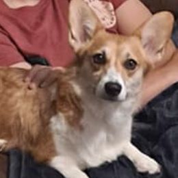 Pembroke Welsh Corgis from The Corgi Club