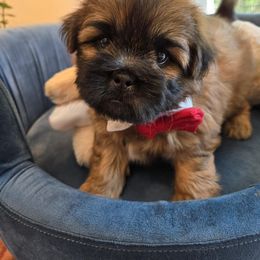 Ranger - Brown Shichon puppy in Upland, California from IDREAMOFPUPPIES