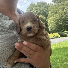 Ellie - Red  female Goldendoodle puppy in Shippensburg, Pennsylvania from Diller Doodle Pups