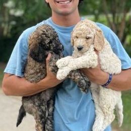 Goldendoodles from Down South Doodles