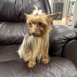 Lily - Yorkshire Terrier