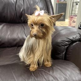 Lily - Yorkshire Terrier
