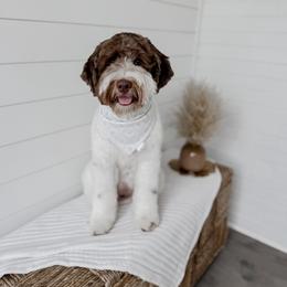 Miller - Goldendoodle