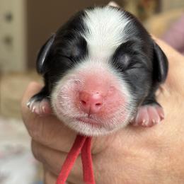 Red Collar Boy - Black and chalk male Australian Labradoodle puppy in Statesville, North Carolina from Rose Cottage Labradoodles