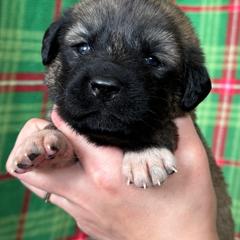 Eurus - Gray fawn female Anatolian Shepherd Dog puppy in Rapid River, Michigan from Echolight Australian Shepherds