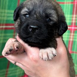 Eurus - Gray fawn female Anatolian Shepherd Dog puppy in Rapid River, Michigan from Echolight Australian Shepherds