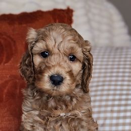 Hank - Red male Australian Labradoodle puppy in Connersville, Indiana from Dessie's Doodles