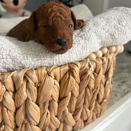 Green - Red  male Poodle puppy in Brooksville, Florida from Abby’s Standard Goldendoodles
