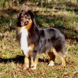 Champ - Australian Shepherd