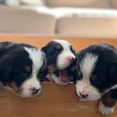 Bernese Mountain Dog Puppies from Queenstown Fine Bernese