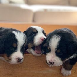 Bernese Mountain Dog Puppies from Queenstown Fine Bernese