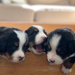 Bernese Mountain Dog Puppies from Queenstown Fine Bernese