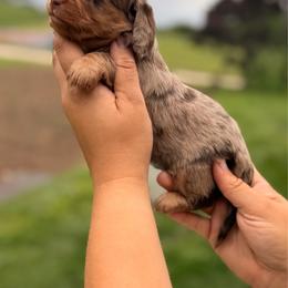 Kate - Dapple female Dachshund puppy in Conway, Missouri from Ozark Mountain Kennel