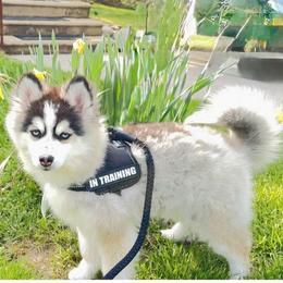 Niko - Black and white male Pomsky puppy in Michigan from Blue Water Pomskies