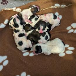 Casper - White black and tan female Papillon puppy in Joshua, Texas from Summertime Kennels