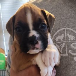 Show male - Fawn male Boxer puppy in Toledo, Ohio from Julie Wilmore Olympic Boxers