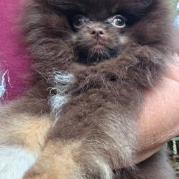 Cherokee pup 1 Paint - Brindle female Pomeranian puppy in Carrollton, Georgia from B AND R'S POMERANIAN'S