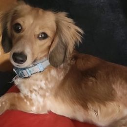 Khaleesi - Dachshund