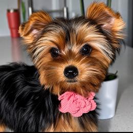 Suri DNA and CKC - Blue and gold female Yorkshire Terrier puppy in Cape Coral, Florida from Katherine’s Yorkies and Poodles