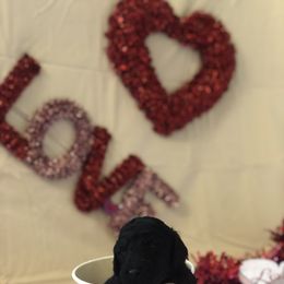 Poodle Puppies from Wild Orchid Poodles