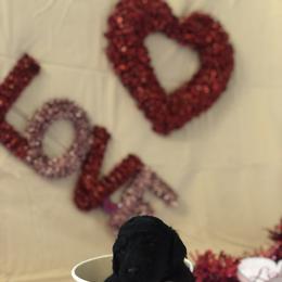 Poodle Puppies from Wild Orchid Poodles