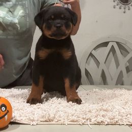 Cinnamon - Black and mahogany female Rottweiler puppy in Grass Valley, California from Rottweiler vom Hause Wolf